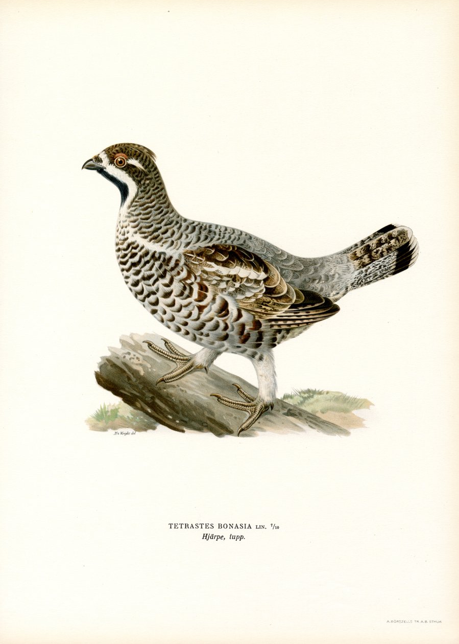 Hazel Grouse (barva lito) od Magnus Ferdinand and Wilhelm von Wright