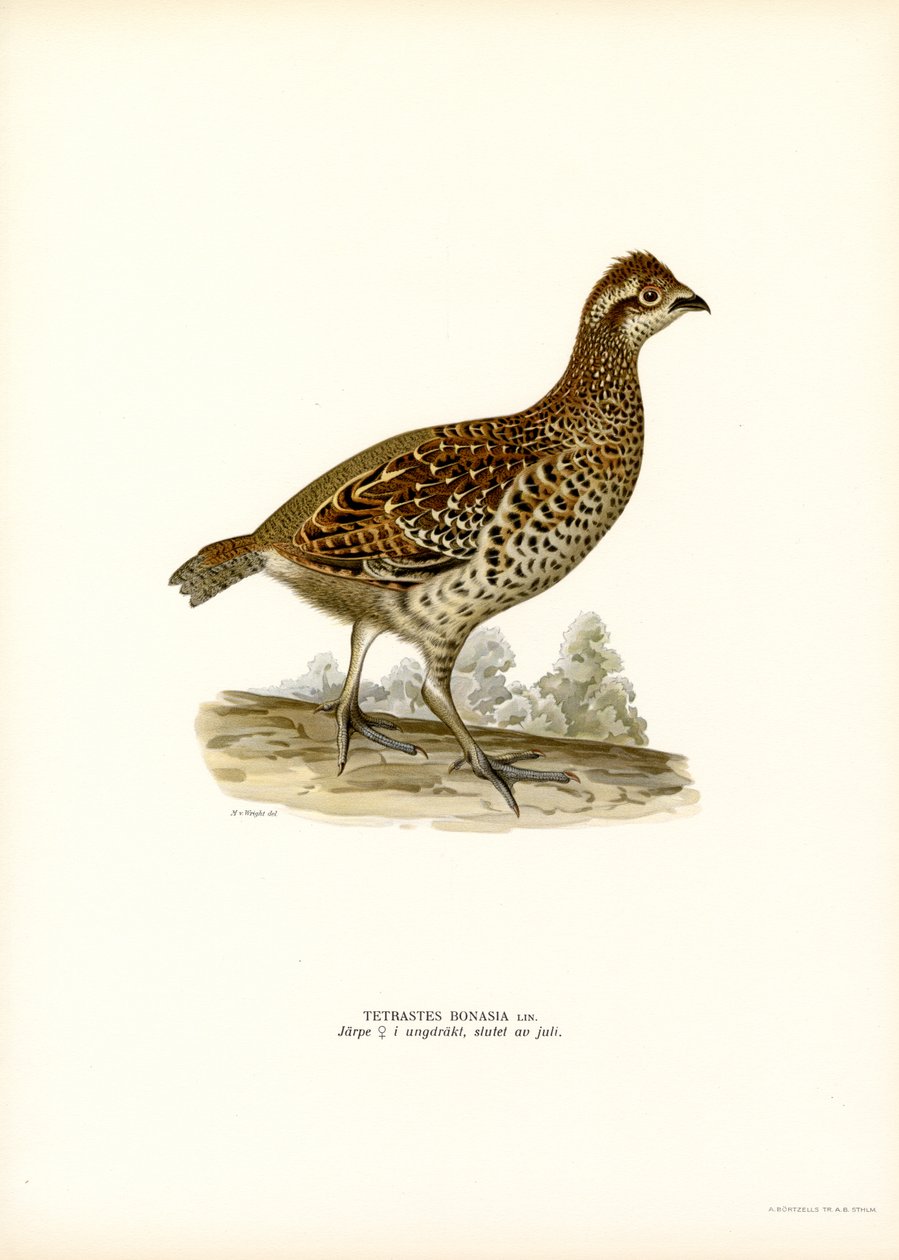 Hazel Grouse (barva lito) od Magnus Ferdinand and Wilhelm von Wright