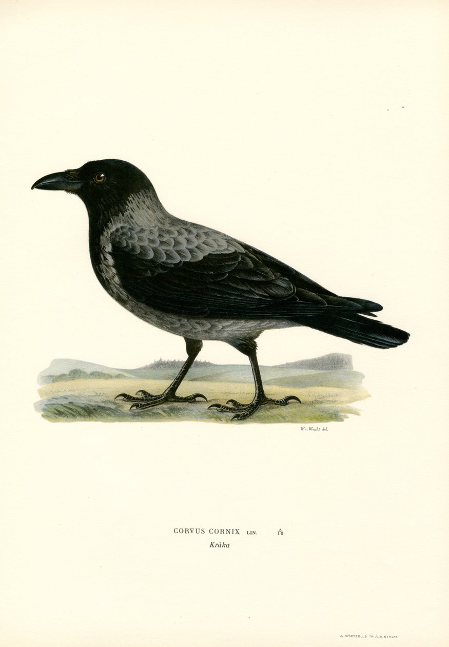 Vrána kapucí (barva litho) od Magnus Ferdinand and Wilhelm von Wright