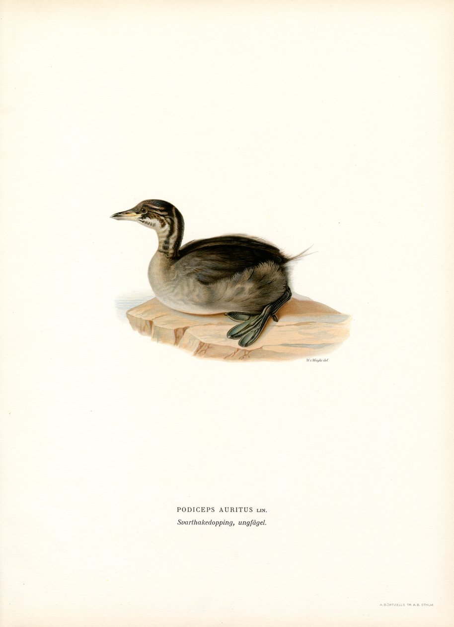 Potápka rohatá (barva lito) od Magnus Ferdinand and Wilhelm von Wright