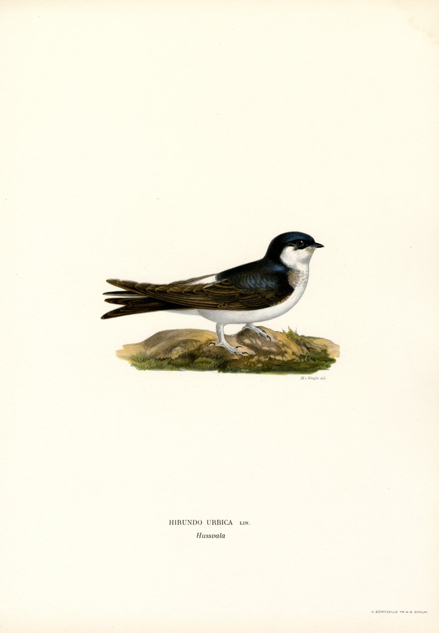 House Martin (barva lito) od Magnus Ferdinand and Wilhelm von Wright