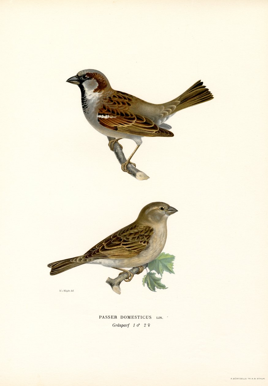 Vrabec domácí (barva lito) od Magnus Ferdinand and Wilhelm von Wright