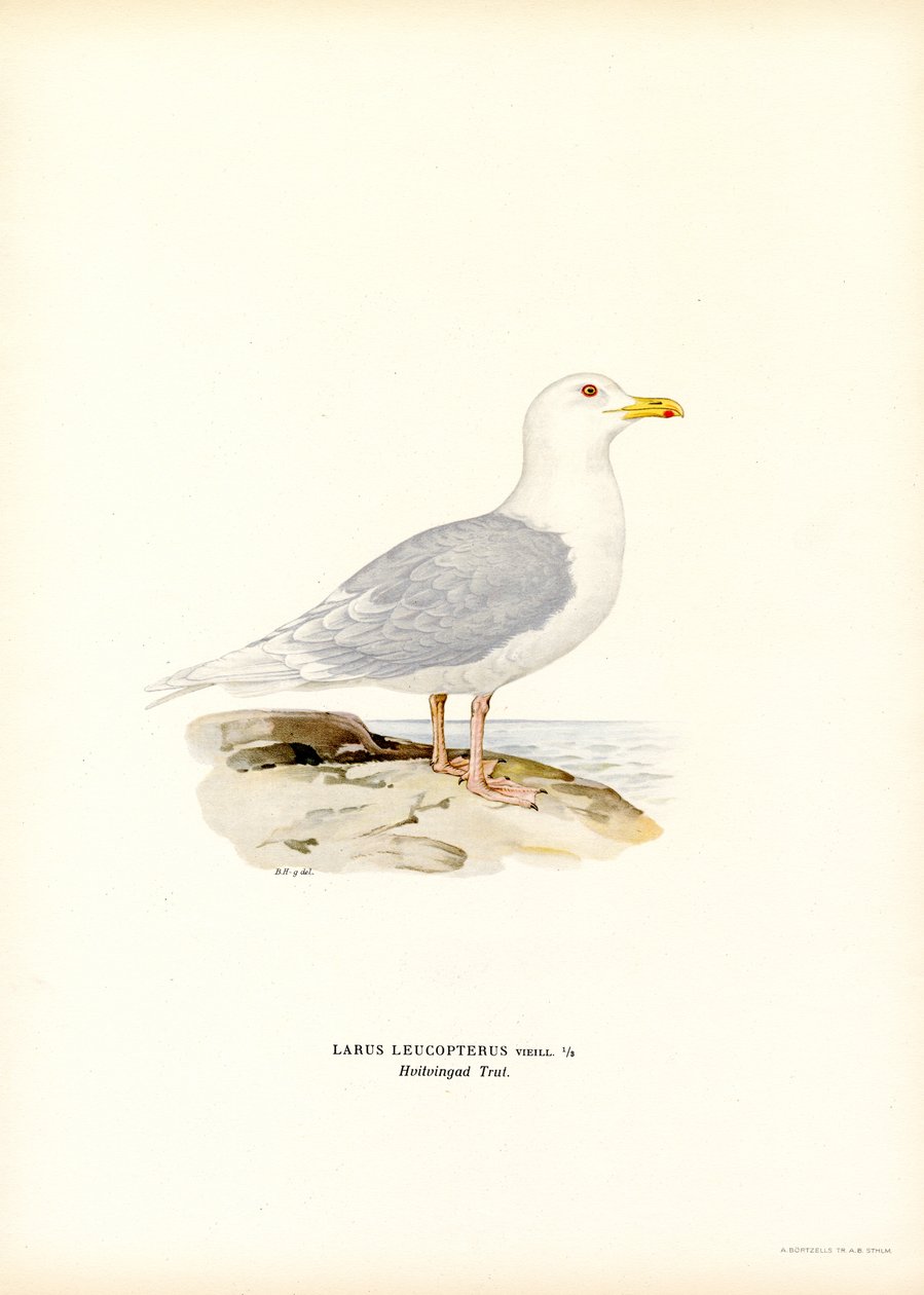 Racek islandský (barva lito) od Magnus Ferdinand and Wilhelm von Wright