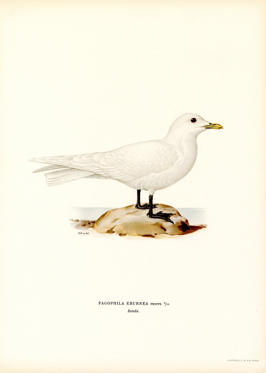 Ivory Racek (barva lito) od Magnus Ferdinand and Wilhelm von Wright
