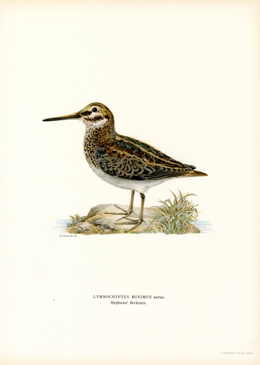 Jack Snipe (barevné lito) od Magnus Ferdinand and Wilhelm von Wright