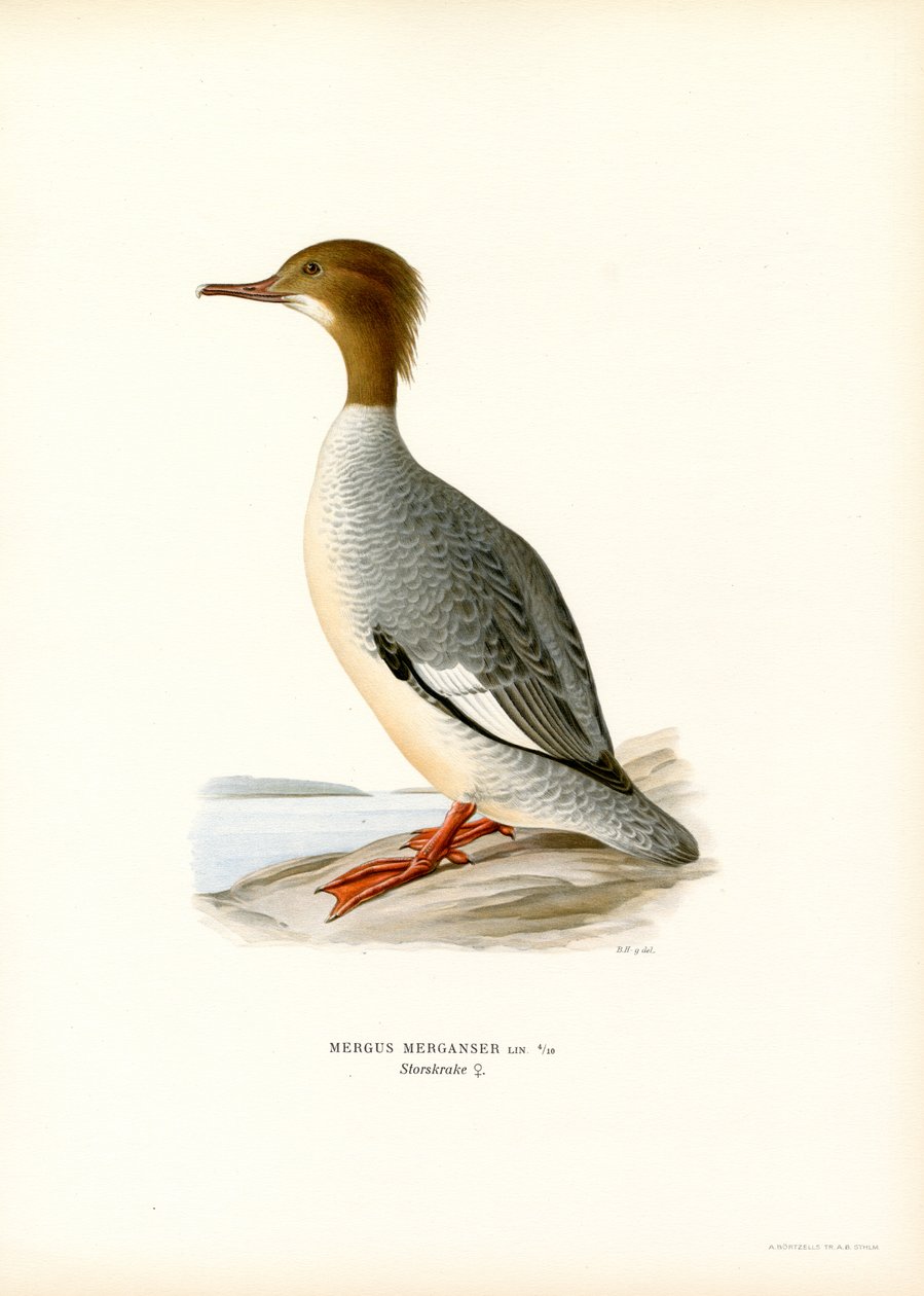 Velký Merganser (barva lito) od Magnus Ferdinand and Wilhelm von Wright