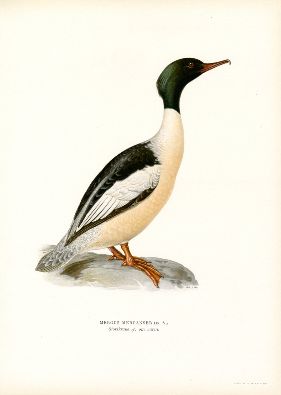 Velký Merganser (barva lito) od Magnus Ferdinand and Wilhelm von Wright