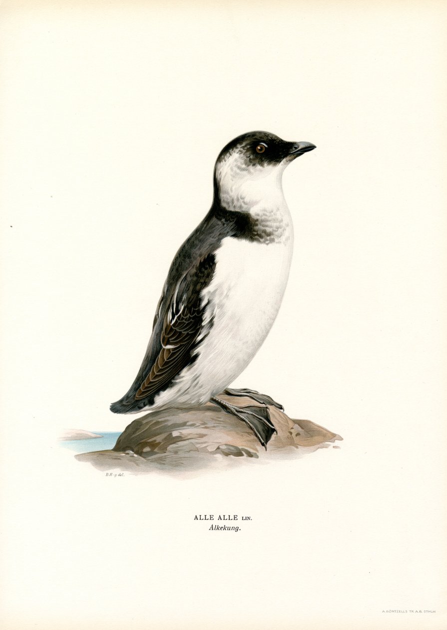 Little Auk (barva lito) od Magnus Ferdinand and Wilhelm von Wright