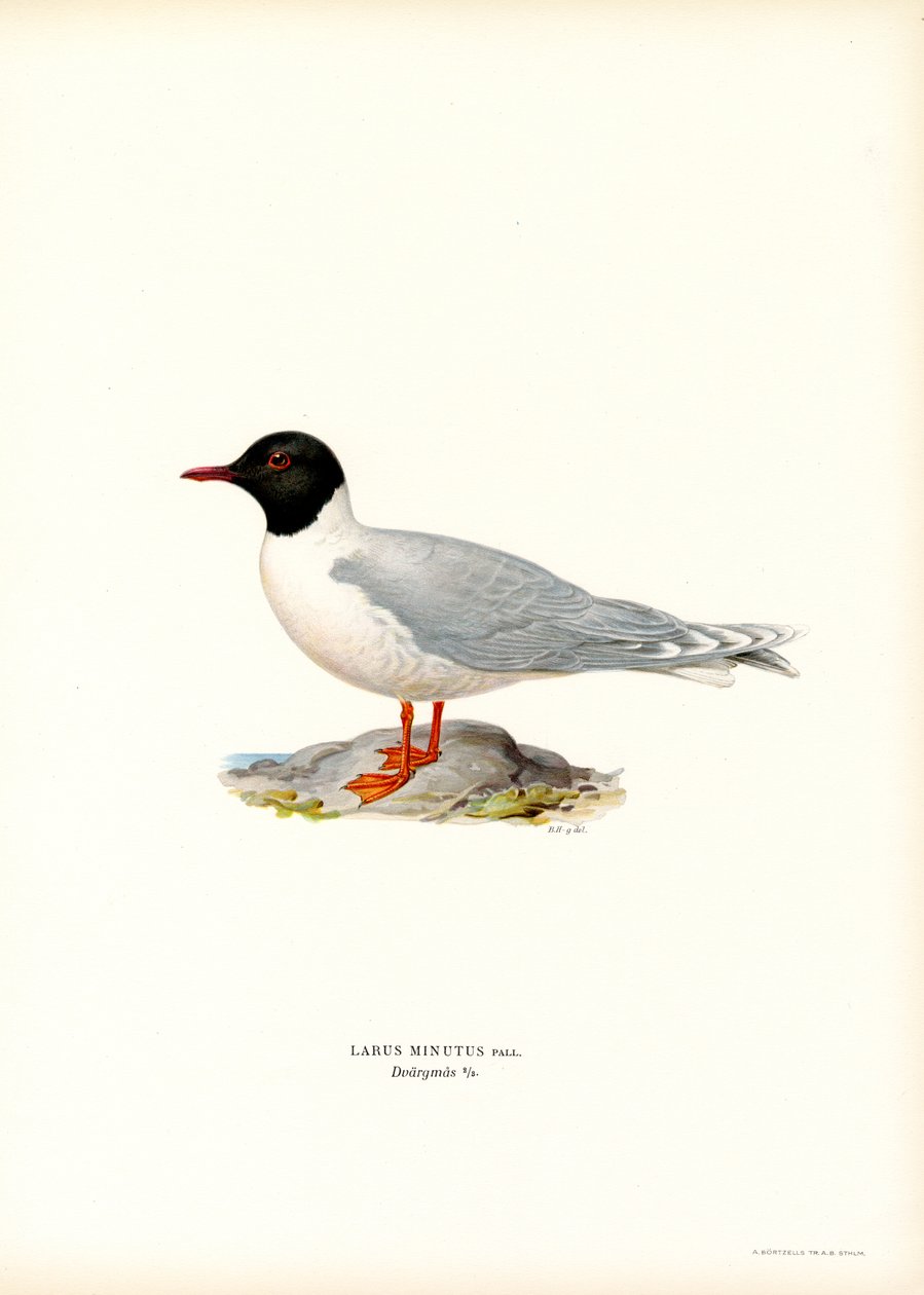 Racek (barva lito) od Magnus Ferdinand and Wilhelm von Wright