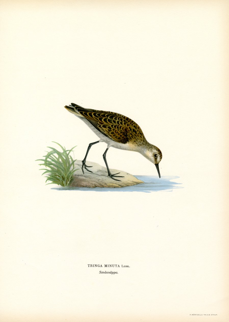 Little Stint (barevné lito) od Magnus Ferdinand and Wilhelm von Wright