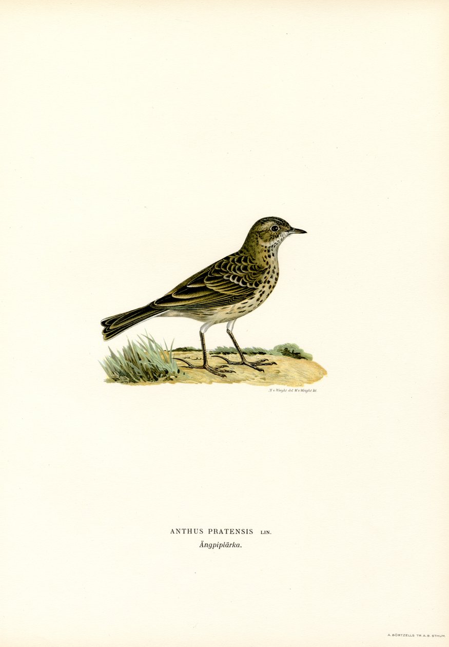 Pipit luční (barva lito) od Magnus Ferdinand and Wilhelm von Wright