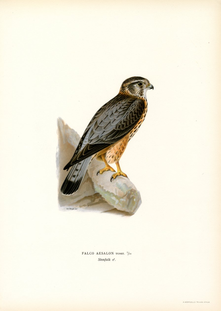 Merlin (barva lito) od Magnus Ferdinand and Wilhelm von Wright