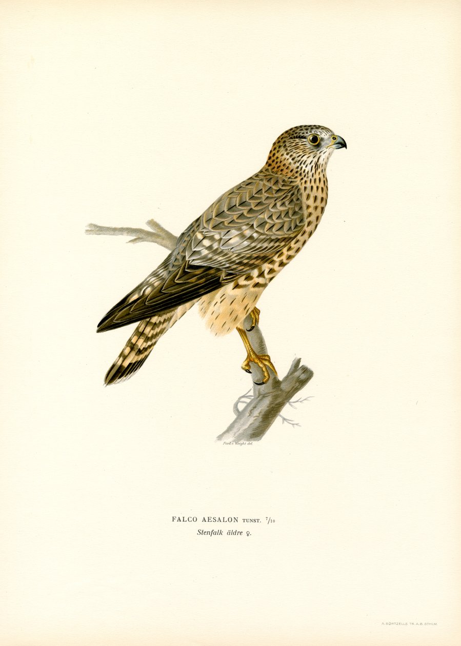 Merlin (barva lito) od Magnus Ferdinand and Wilhelm von Wright