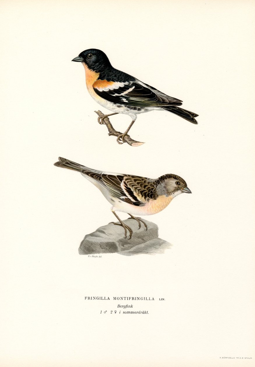 Pěnkava horská (barva lito) od Magnus Ferdinand and Wilhelm von Wright