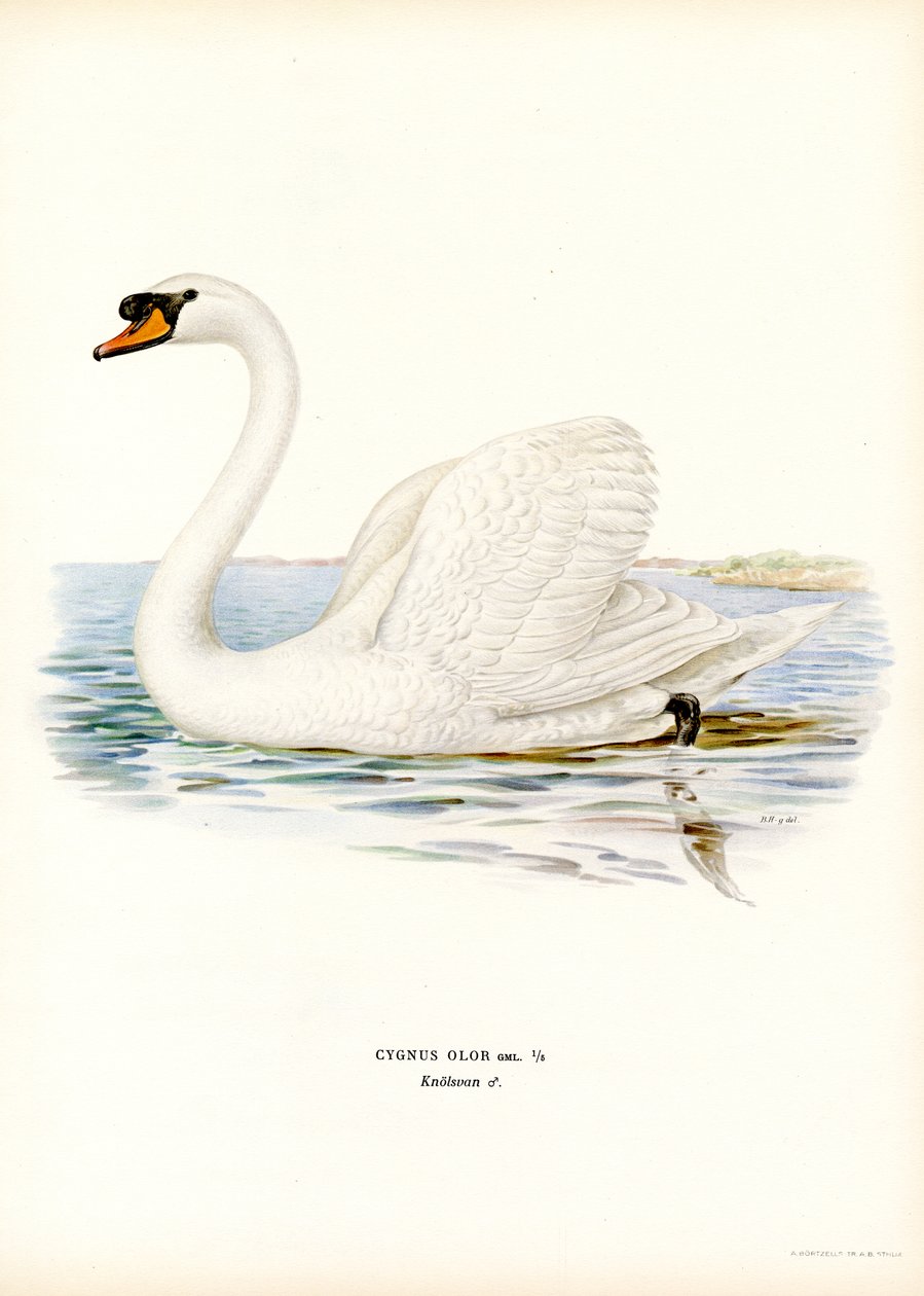 Mute Swan (barevné lito) od Magnus Ferdinand and Wilhelm von Wright