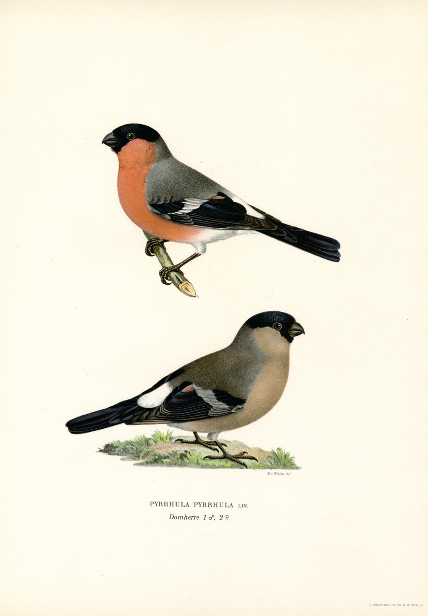 Severoasijský hýl (barva lito) od Magnus Ferdinand and Wilhelm von Wright