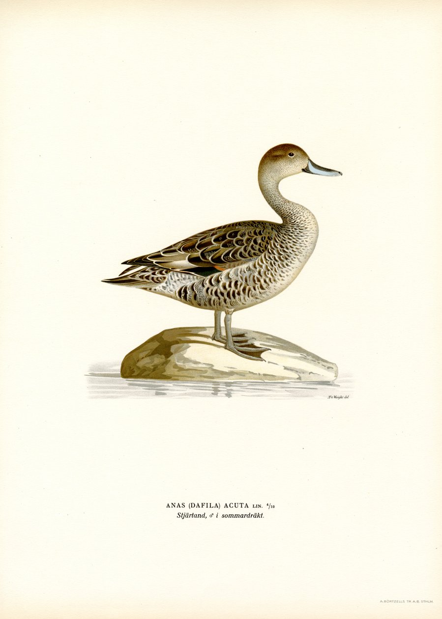 Pintail severní (barva lito) od Magnus Ferdinand and Wilhelm von Wright