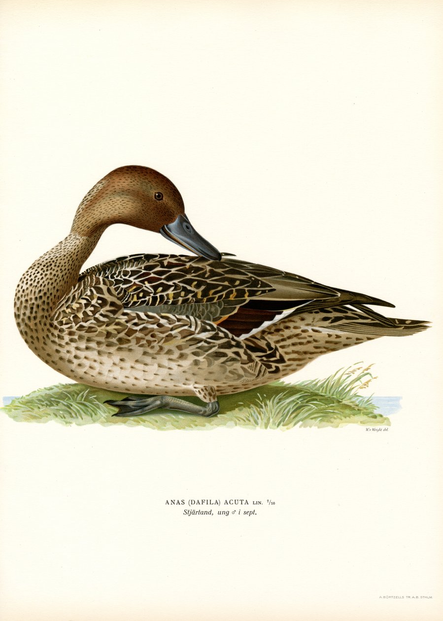 Pintail severní (barva lito) od Magnus Ferdinand and Wilhelm von Wright