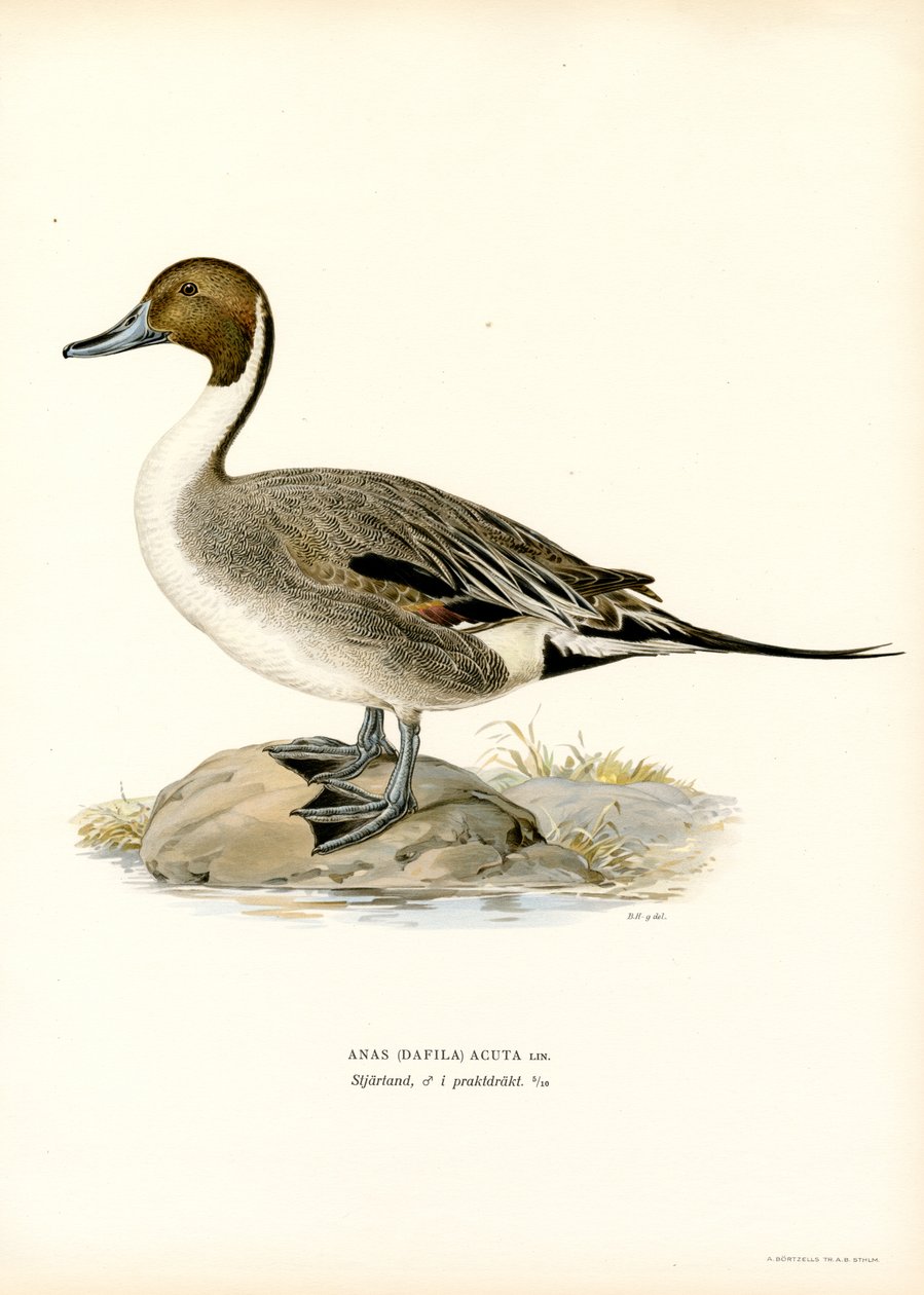Pintail severní (barva lito) od Magnus Ferdinand and Wilhelm von Wright