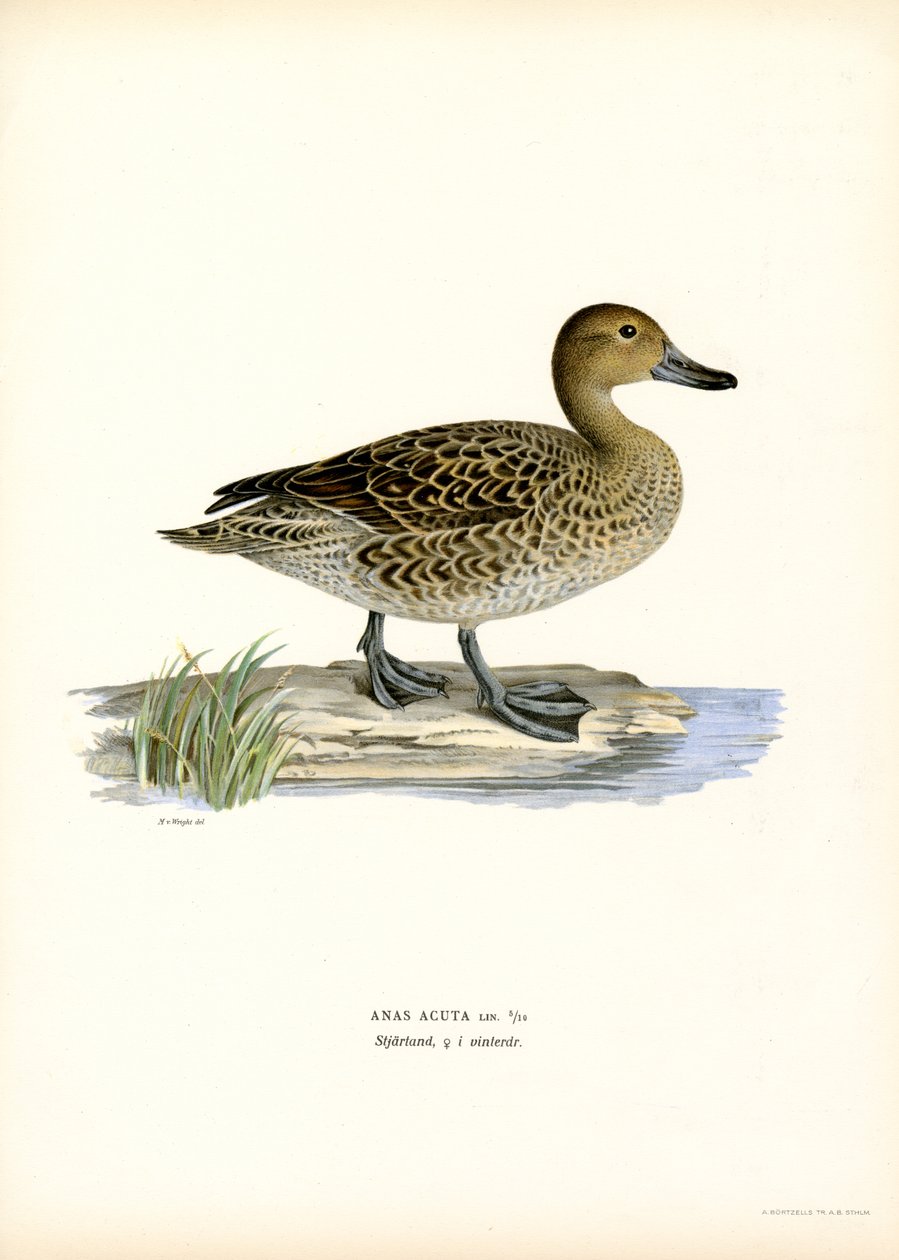 Pintail severní (barva lito) od Magnus Ferdinand and Wilhelm von Wright