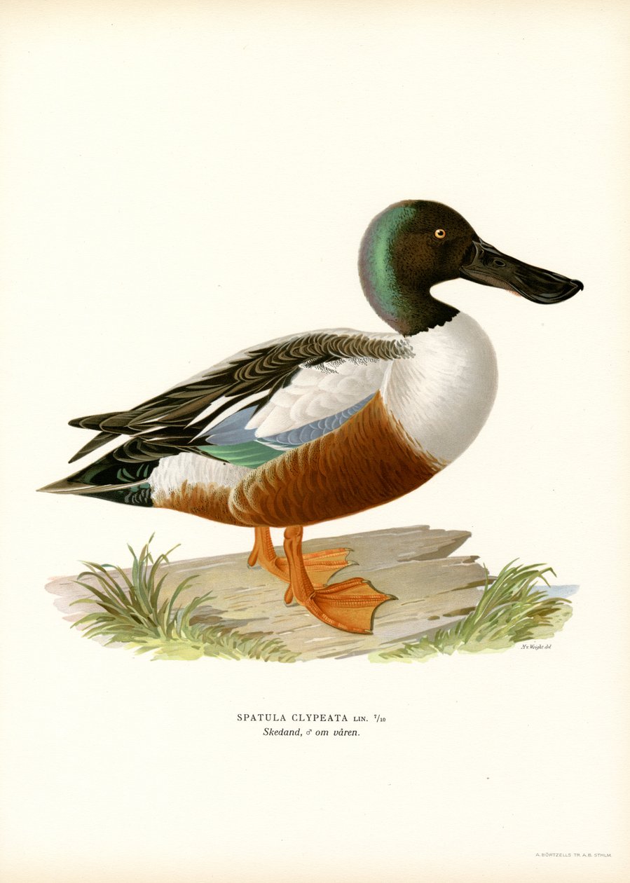 Northern Shoveler (barva lito) od Magnus Ferdinand and Wilhelm von Wright
