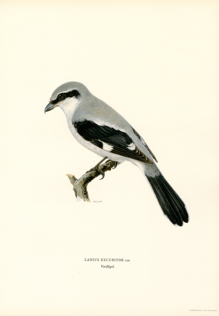 Ťuhýk severní (barva litho) od Magnus Ferdinand and Wilhelm von Wright