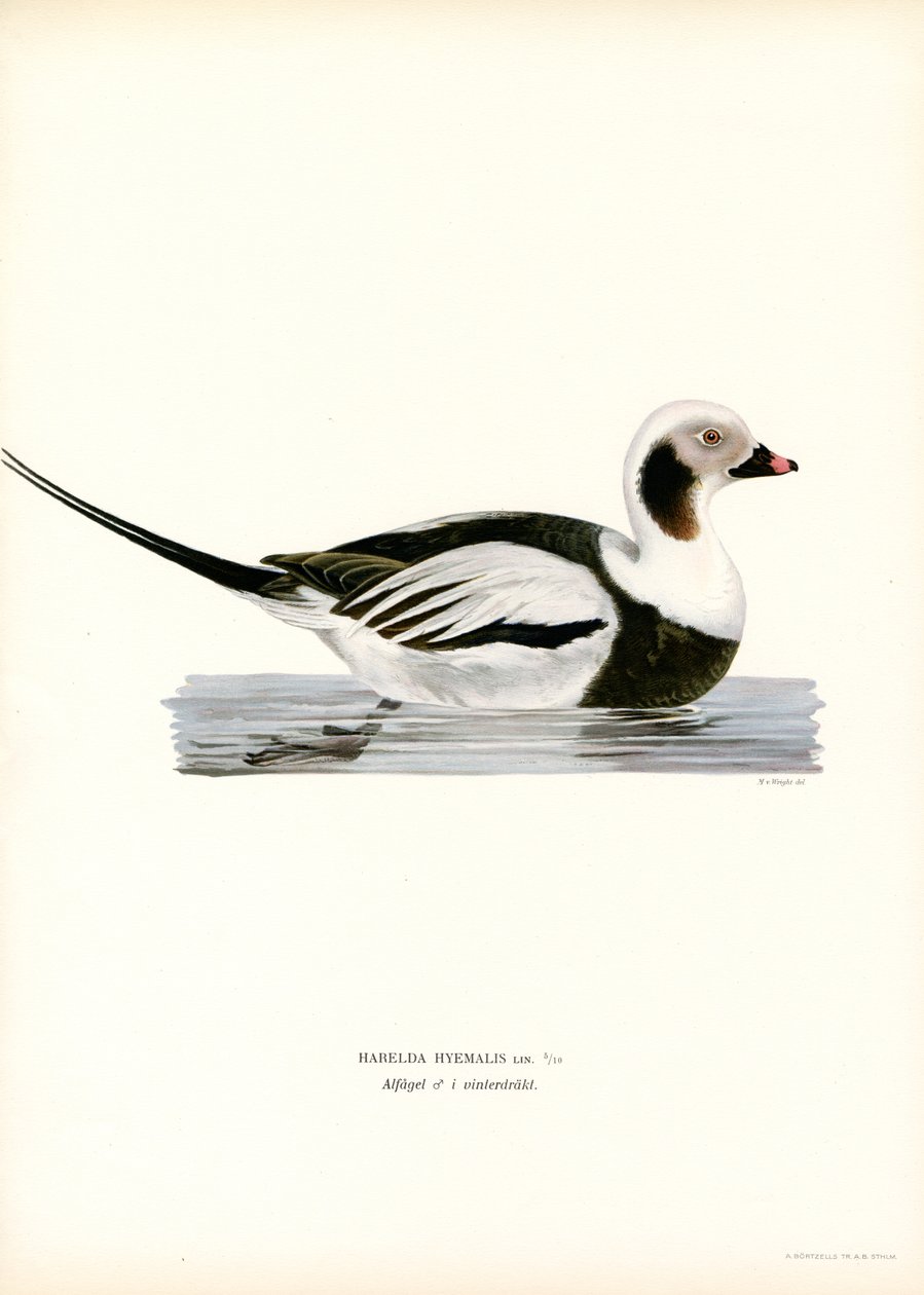 Oldsquaw Duck (barevná lito) od Magnus Ferdinand and Wilhelm von Wright