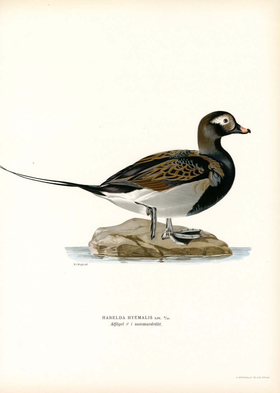 Oldsquaw Duck (barevná lito) od Magnus Ferdinand and Wilhelm von Wright