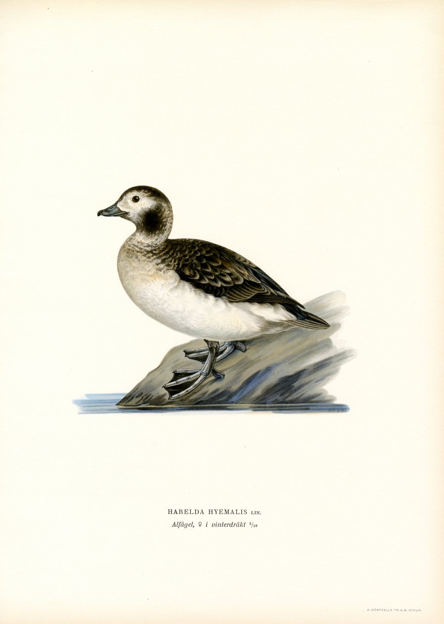 Oldsquaw Duck (barevná lito) od Magnus Ferdinand and Wilhelm von Wright