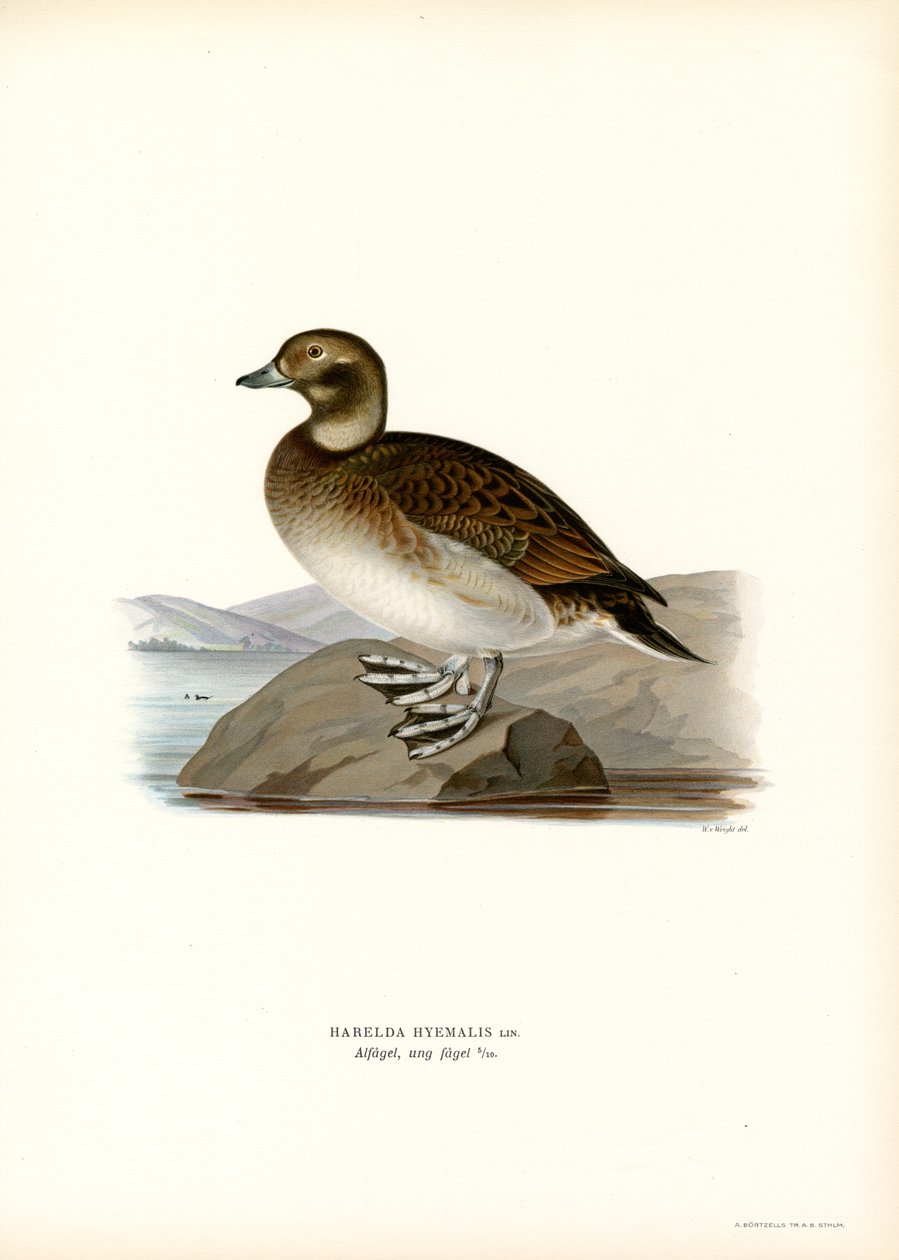 Oldsquaw Duck (barevná lito) od Magnus Ferdinand and Wilhelm von Wright