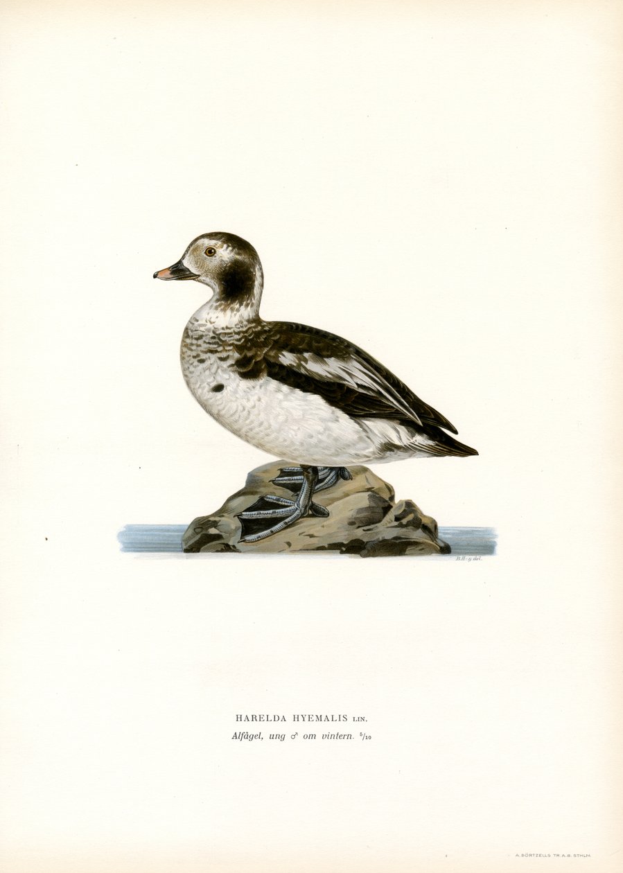 Oldsquaw Duck (barevná lito) od Magnus Ferdinand and Wilhelm von Wright