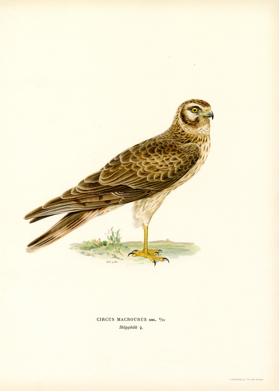 Pallid Harrier (barva lito) od Magnus Ferdinand and Wilhelm von Wright