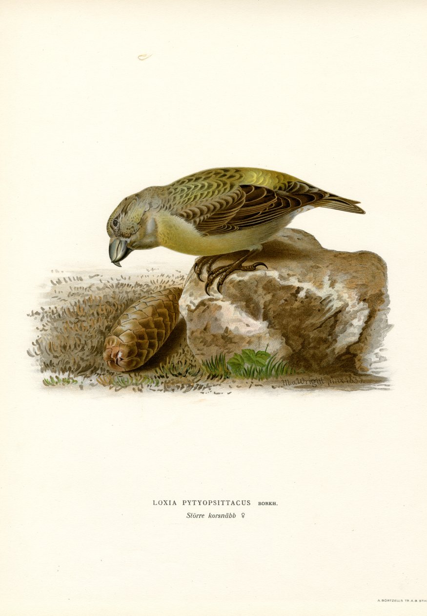 Parrot Crossbill (barva lito) od Magnus Ferdinand and Wilhelm von Wright
