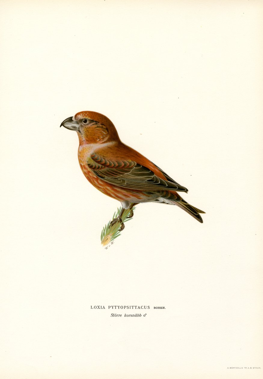 Parrot Crossbill (barva lito) od Magnus Ferdinand and Wilhelm von Wright