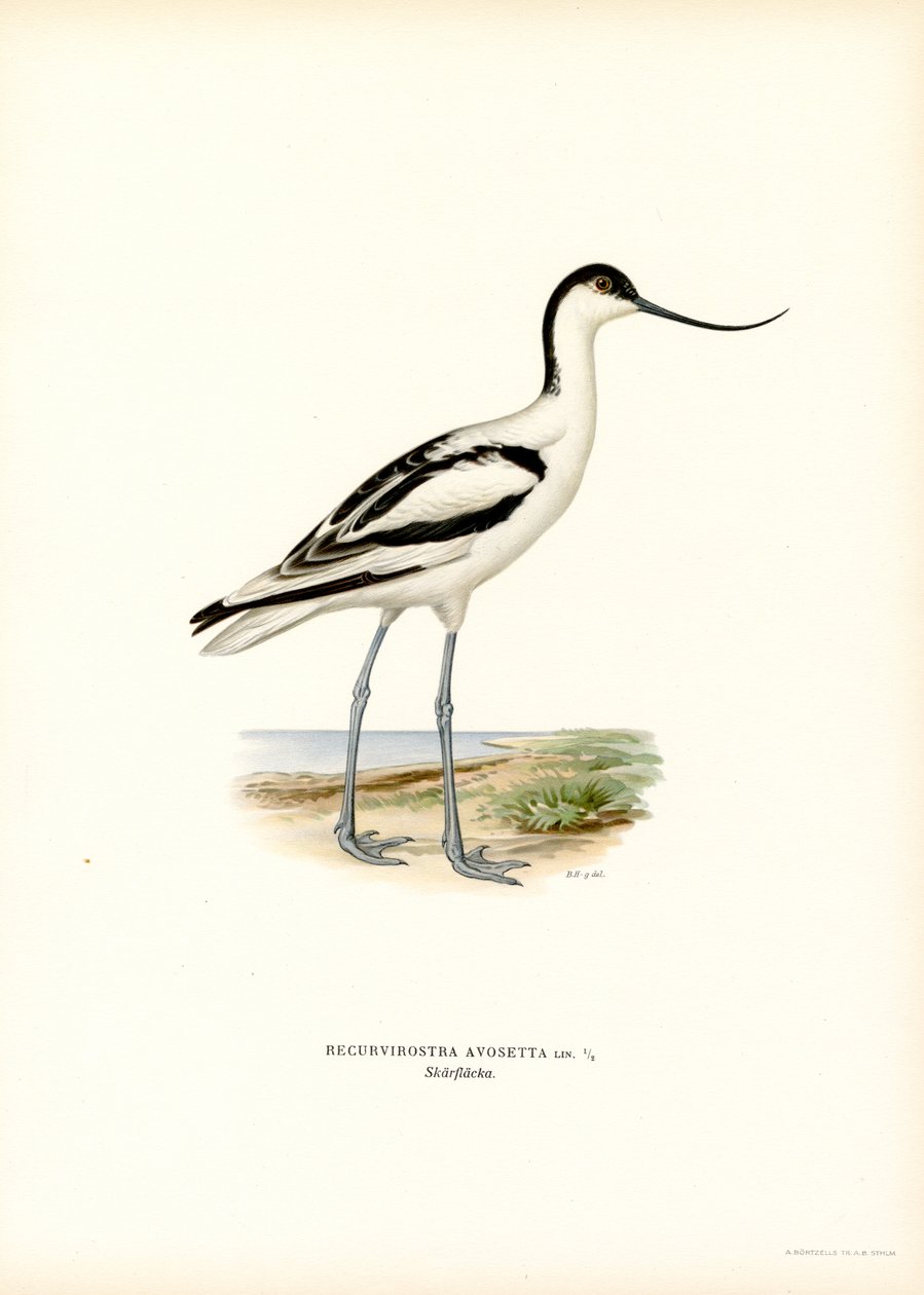 Pied Avocet (barva lito) od Magnus Ferdinand and Wilhelm von Wright