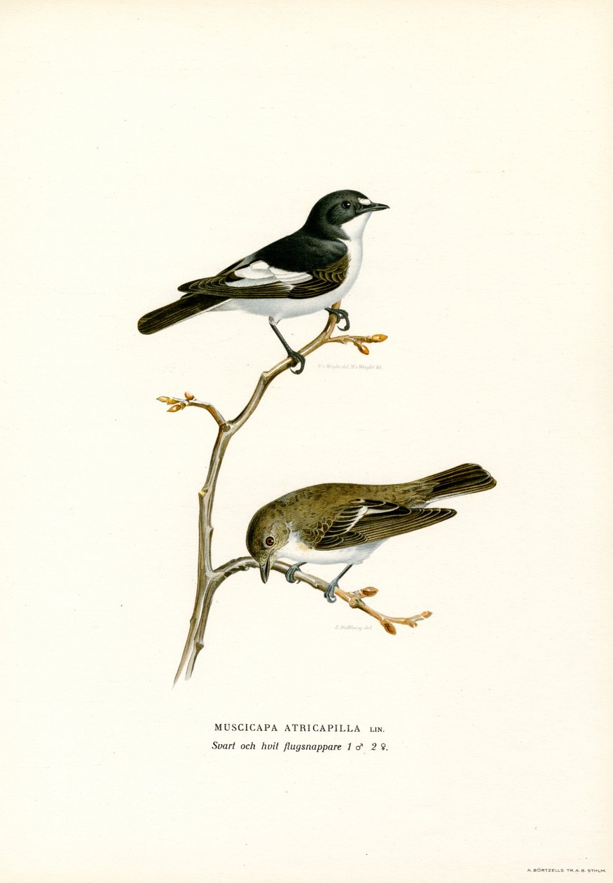 Mucholapka strakatá (barva lito) od Magnus Ferdinand and Wilhelm von Wright