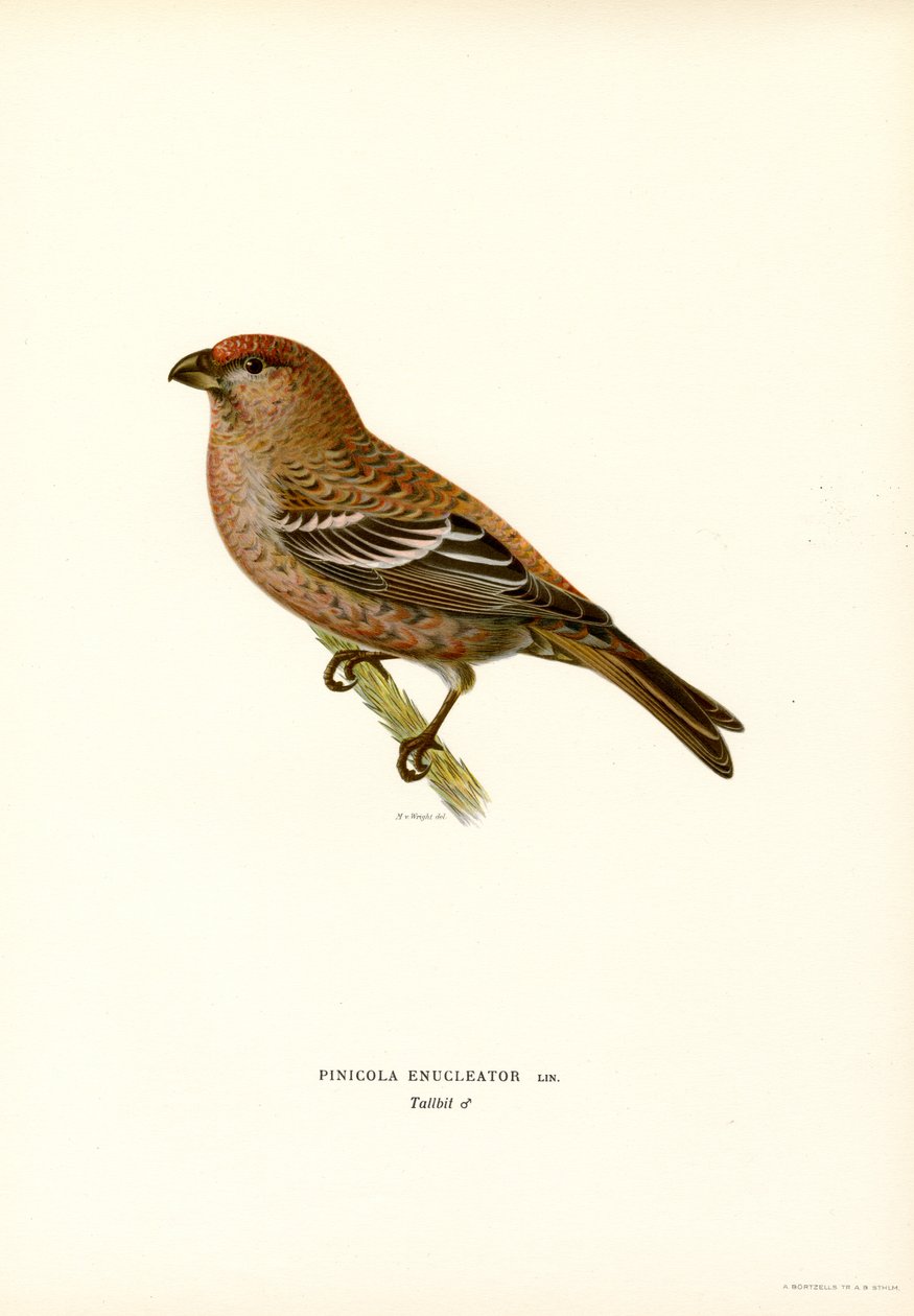 Pine Bullfinch (barva lito) od Magnus Ferdinand and Wilhelm von Wright