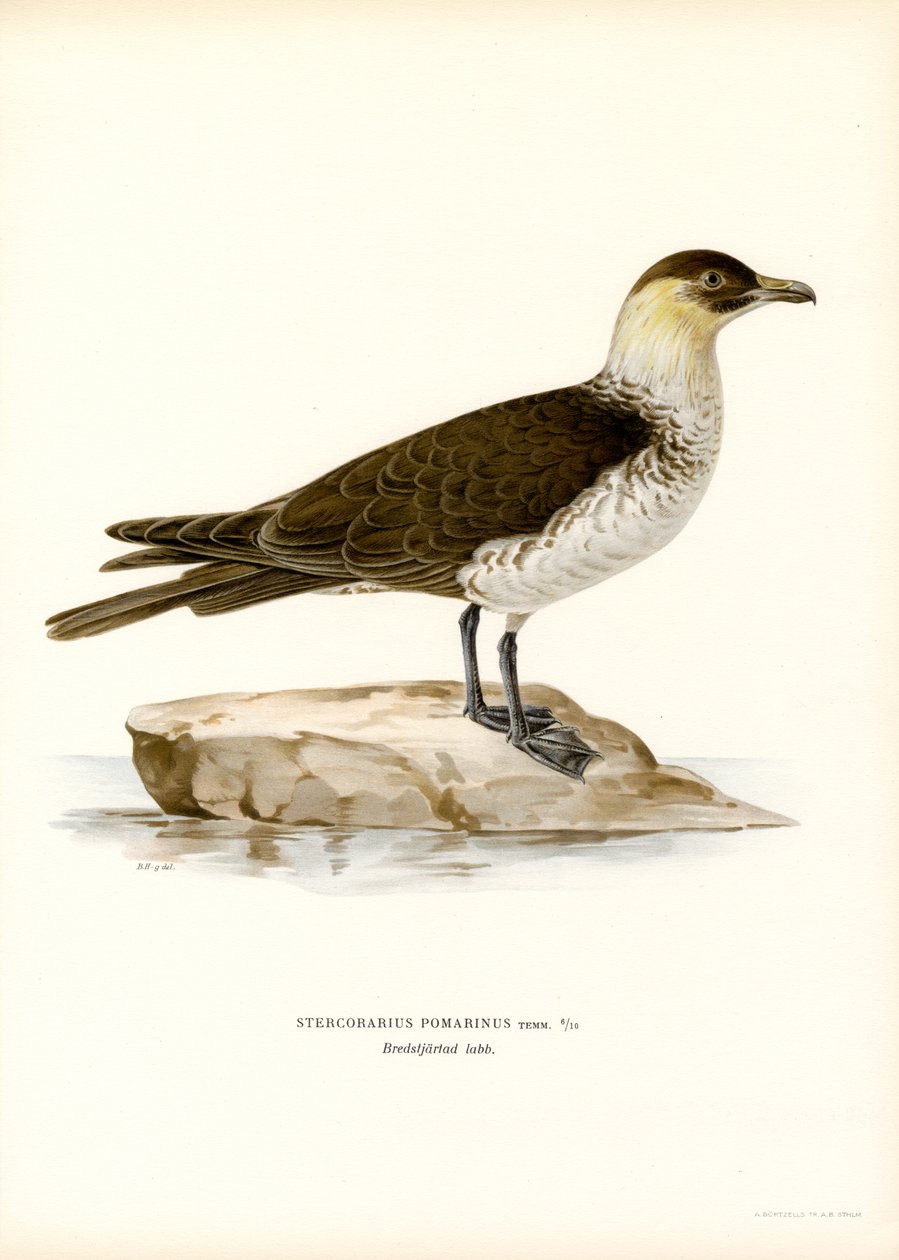 Pomarine Skua (barevní členové) od Magnus Ferdinand and Wilhelm von Wright