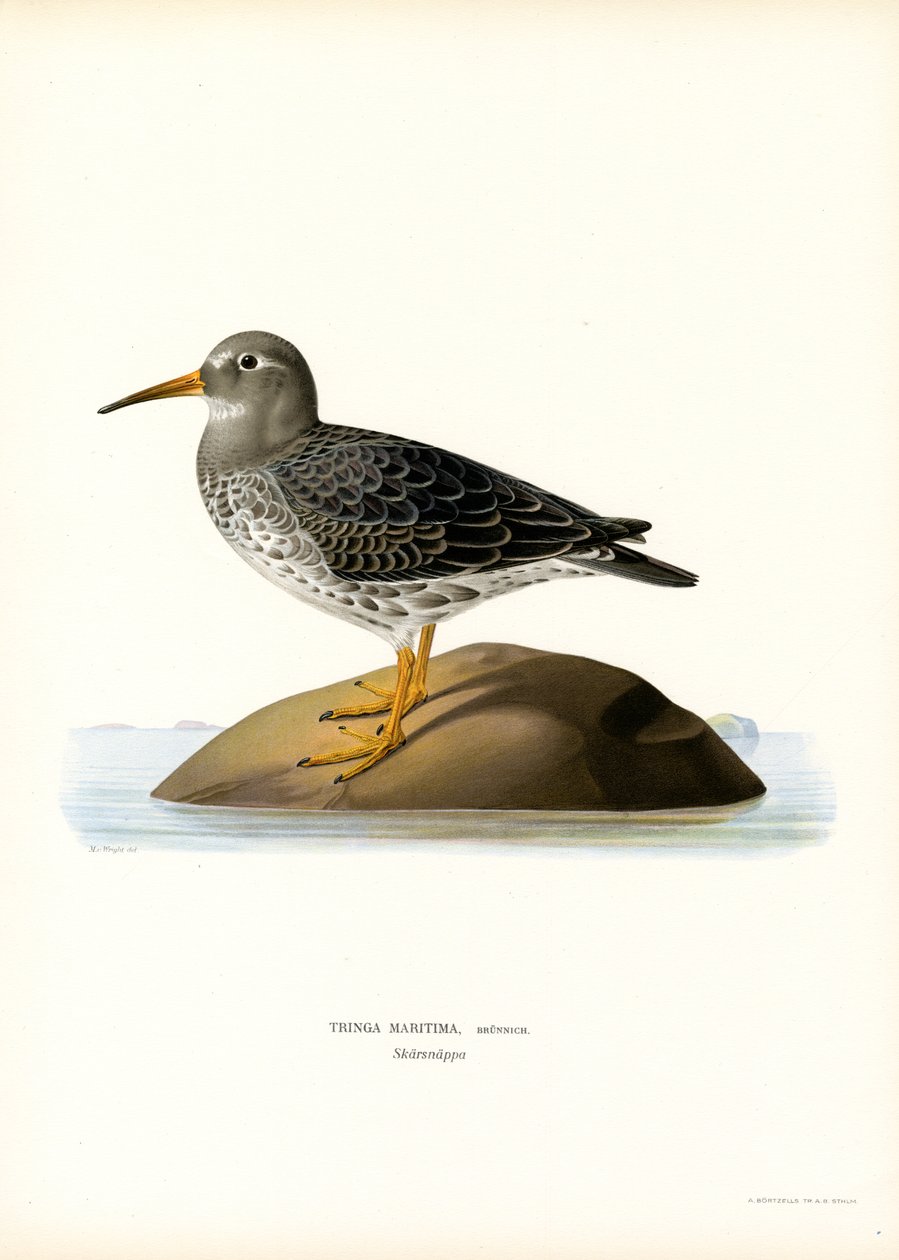 Sandpiper fialový (barva lito) od Magnus Ferdinand and Wilhelm von Wright