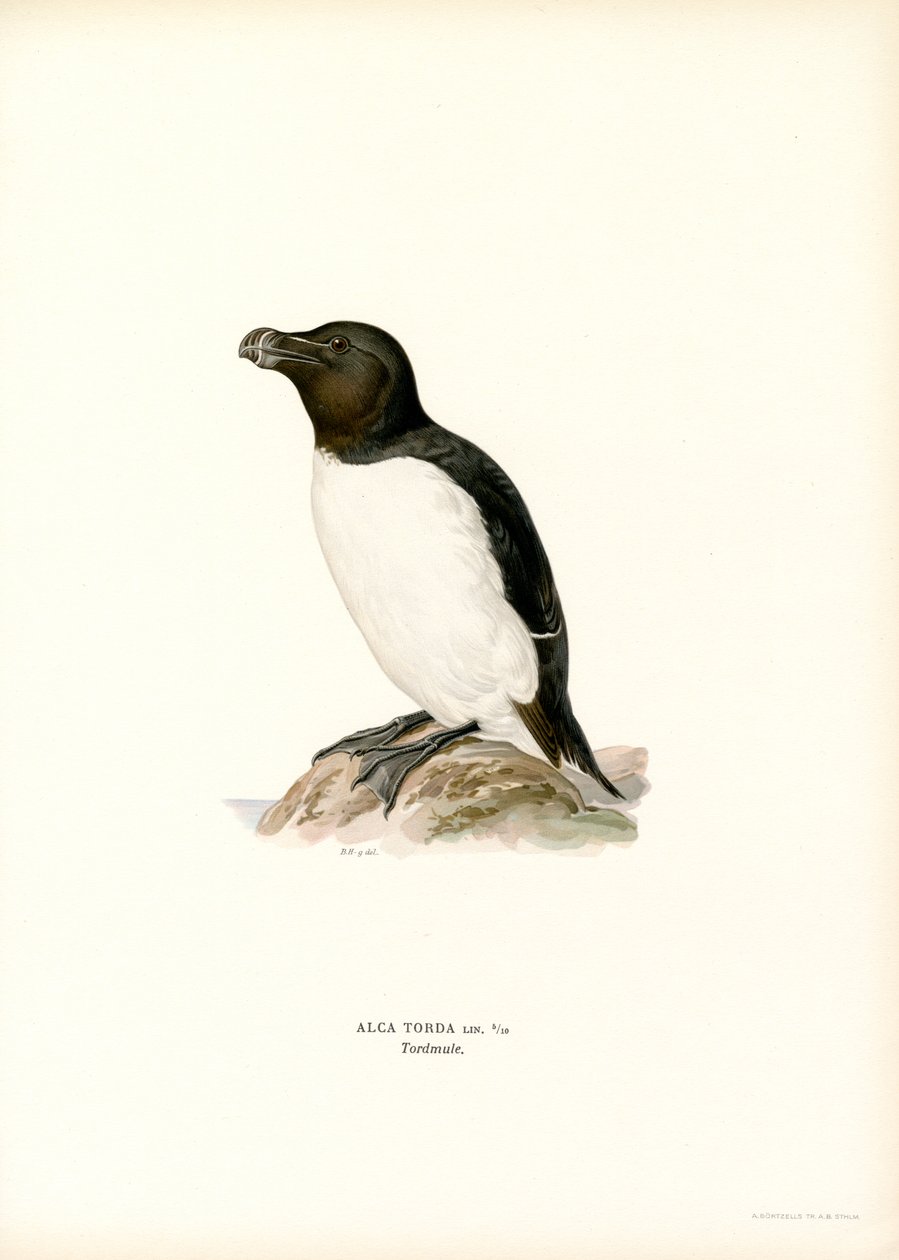 Razorbill (barva lito) od Magnus Ferdinand and Wilhelm von Wright