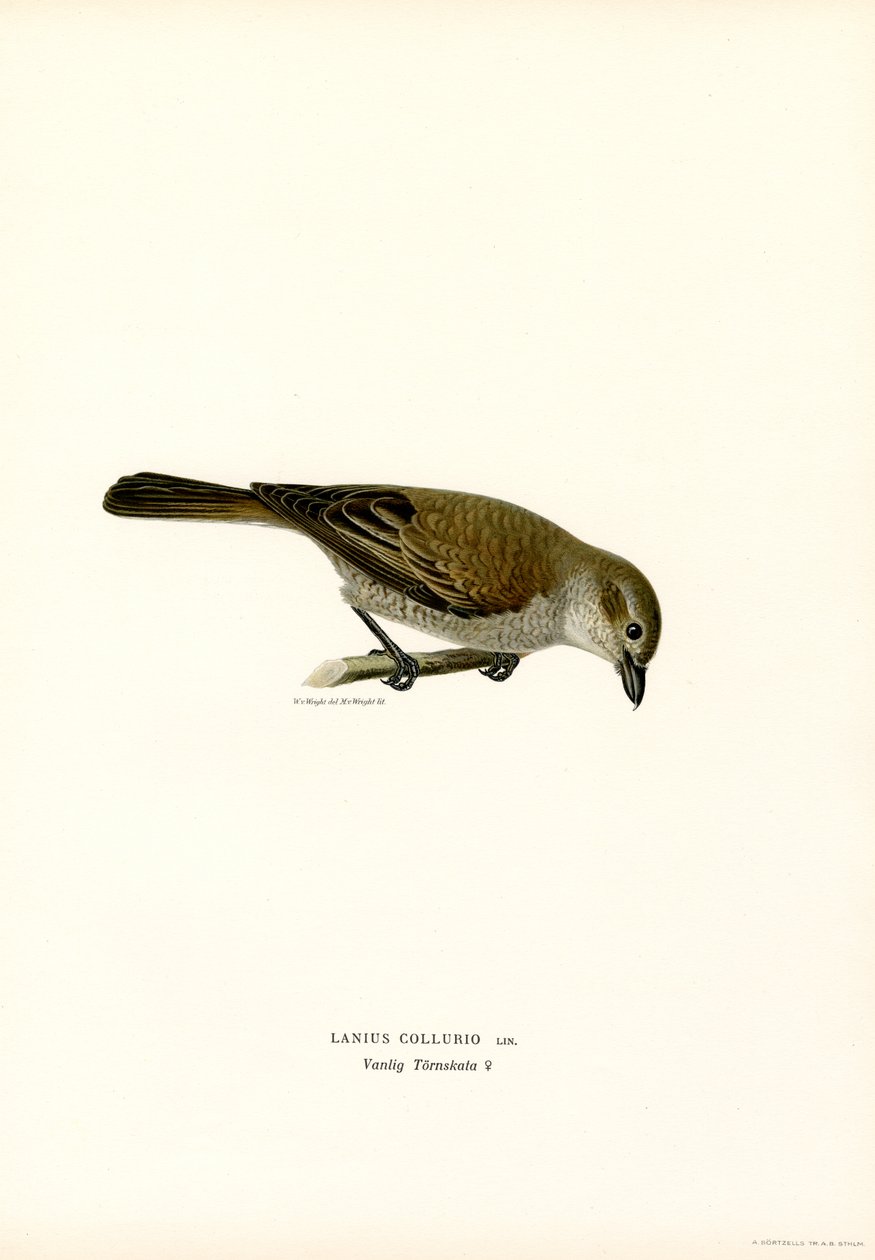 Ťuhýk červenohřbetý (barva litho) od Magnus Ferdinand and Wilhelm von Wright