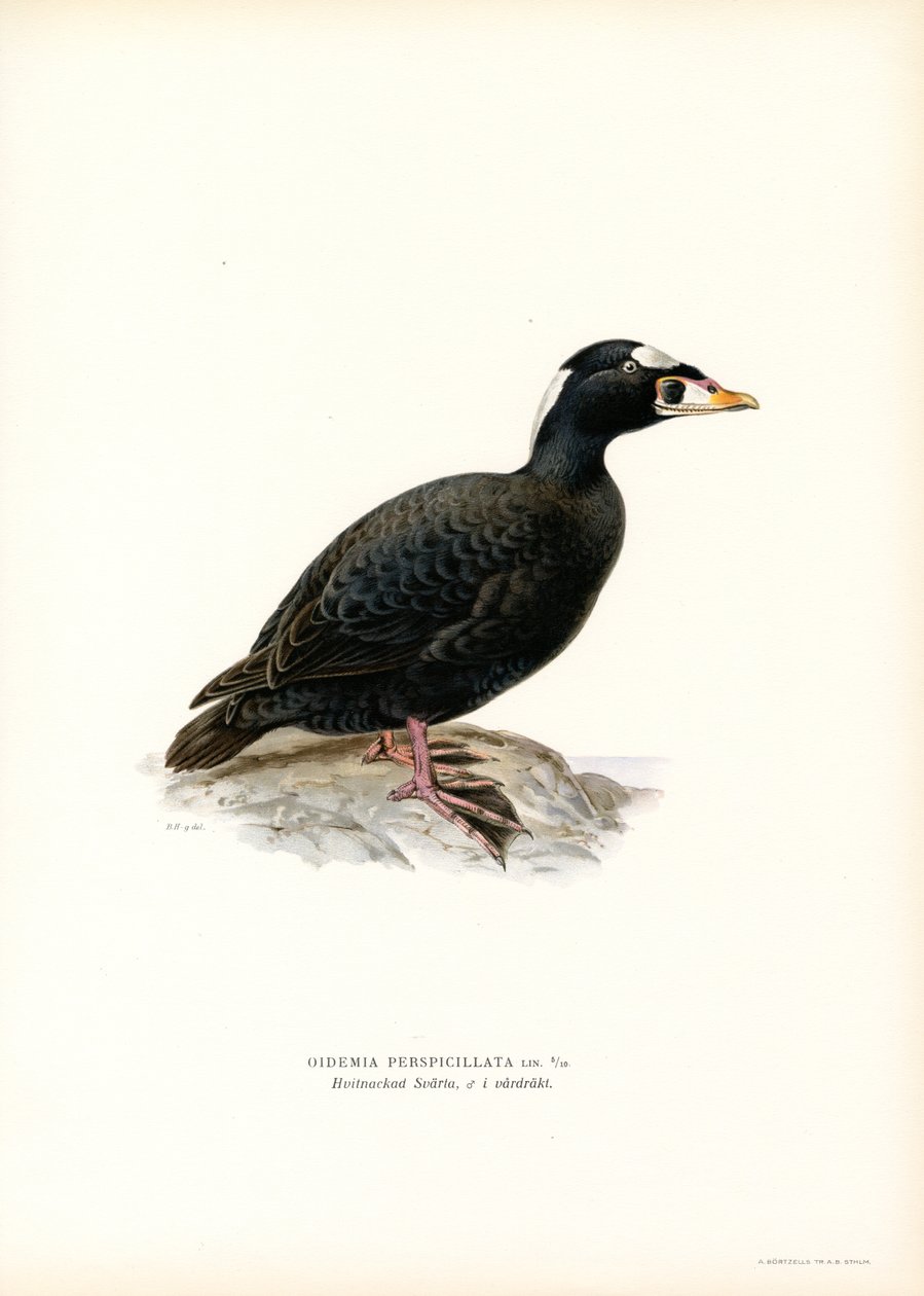 Scoter červenozobý (barva lito) od Magnus Ferdinand and Wilhelm von Wright