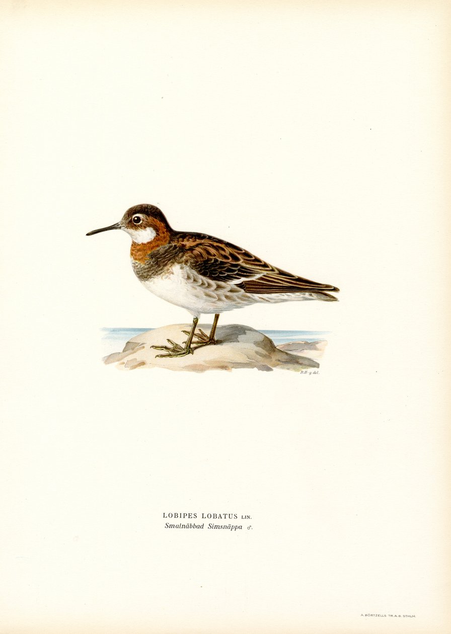 Phalarope rudokrký (barva lito) od Magnus Ferdinand and Wilhelm von Wright