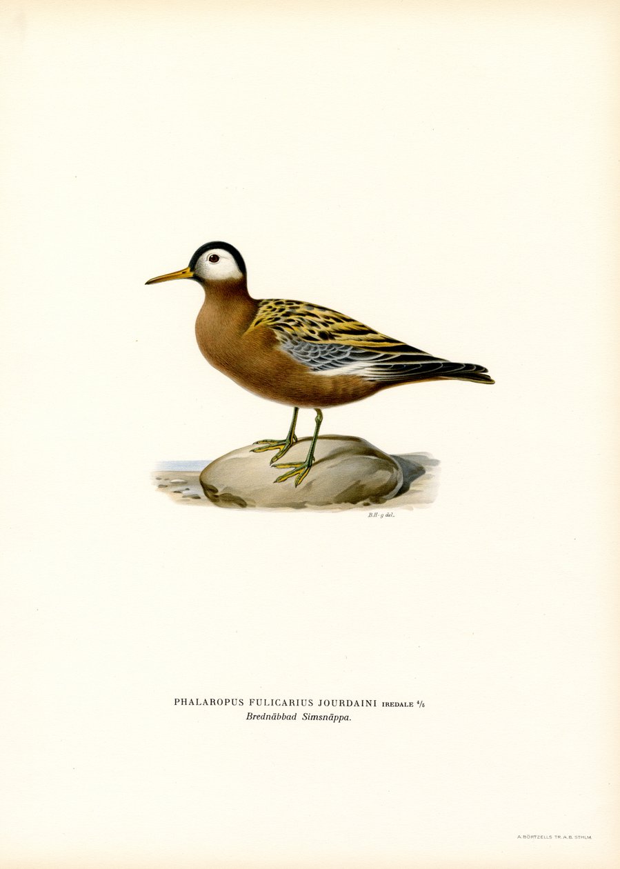 Red Phalarope (barva lito) od Magnus Ferdinand and Wilhelm von Wright