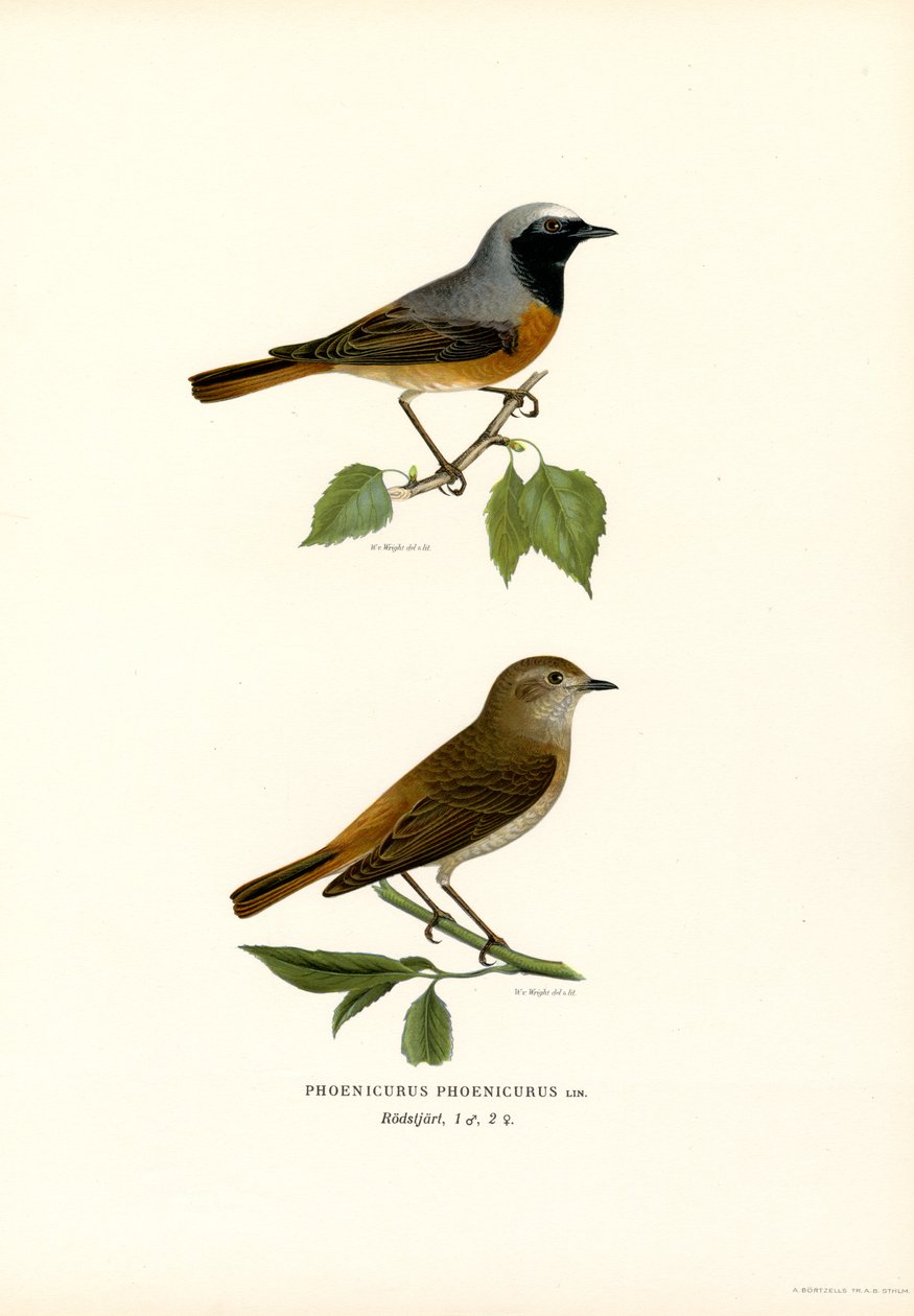 Redstart (barva lito) od Magnus Ferdinand and Wilhelm von Wright