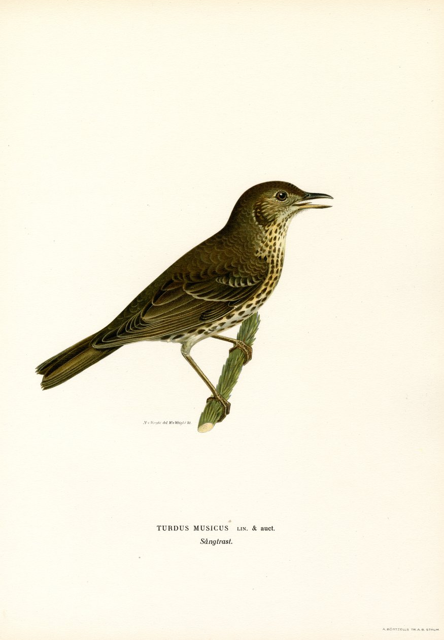 Redwing (barva lito) od Magnus Ferdinand and Wilhelm von Wright