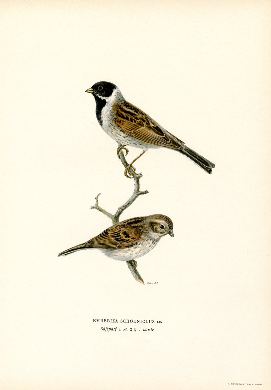 Strnad rákosový (barva lito) od Magnus Ferdinand and Wilhelm von Wright