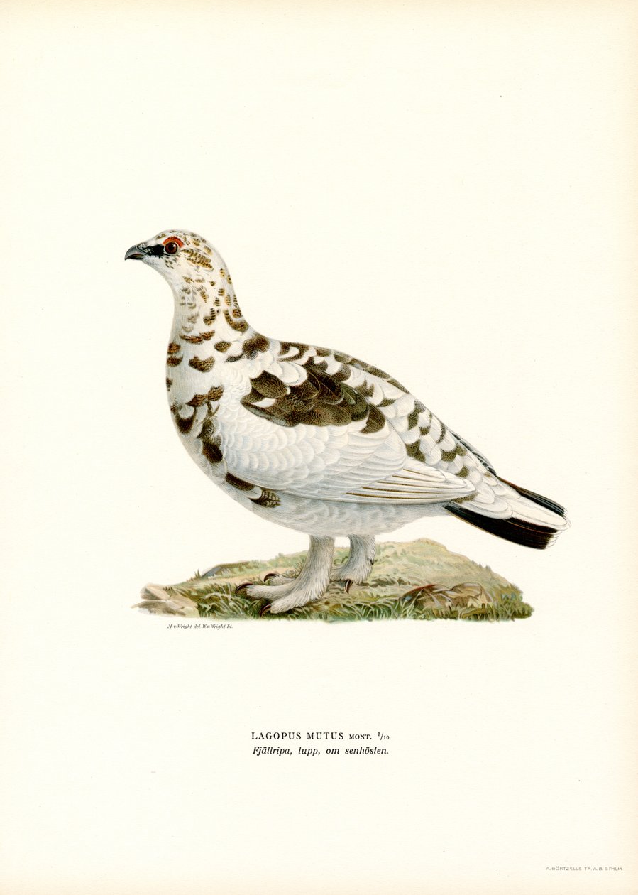 Rock Ptarmigan (barva lito) od Magnus Ferdinand and Wilhelm von Wright
