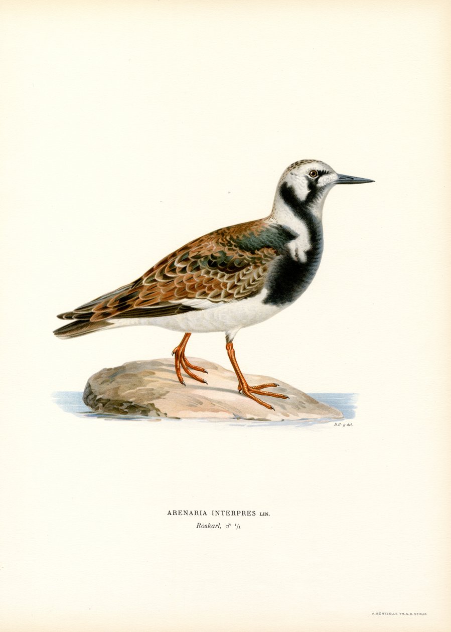 Ruddy Turnstone (barevné lito) od Magnus Ferdinand and Wilhelm von Wright