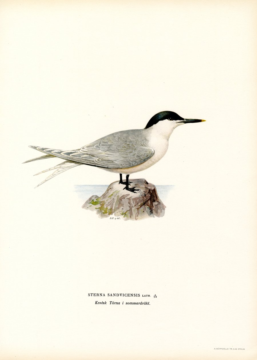 Sandwich Tern (barva lito) od Magnus Ferdinand and Wilhelm von Wright